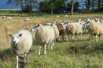 Sheep on a pasture in Kåseberga, Ystad Municipality, Skåne County, Sweden, Scandinavia