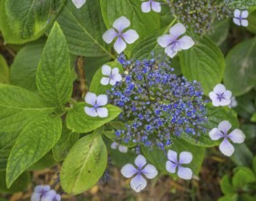 Flower of the Hydrangea serrata, Jardin botanique de Vauville, Beaumont-Hague, La Hague,