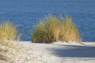 Sand dunes on the elbow on the island of Sylt, Germany