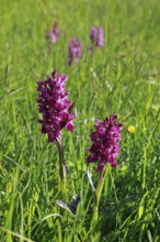 Blooming spotted orchid, Swiss Alps