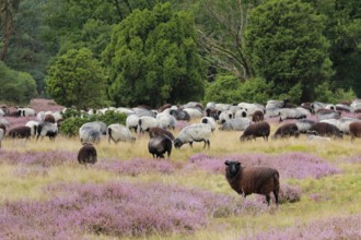 Heidschnucken eating in the midst of the blooming Lüneburger Heide, Lower Saxony, Germany