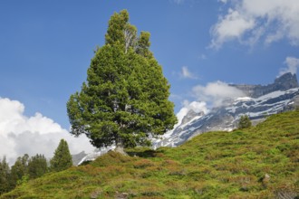 Old pine on Engstlenalp in Gental, Canton of Bern, Switzerland
