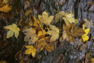 Autumn leaves in front of black rocks, Ospedaletto, Trentino, Italy