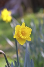 Daffodil (Narcissus), yellow flower in a garden, close-up, Wilnsdorf, North Rhine-Westphalia,