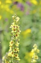 Dark mullein (Verbascum nigrum), flowers, inflorescence, in a natural garden, close-up, Wilnsdorf,