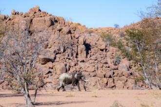 African elephant (Loxodonta africana), desert elephant in barren desert landscape, riverbed of the