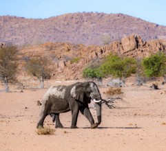 African elephant (Loxodonta africana), desert elephant in barren desert landscape, adult male,