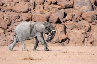 Young African elephant (Loxodonta africana), desert elephant, near the Ugab River, Damaraland,