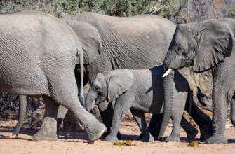 Young elephant among other elephants in the herd, African elephant (Loxodonta africana), desert
