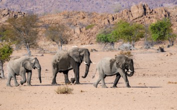 Three African elephants (Loxodonta africana), desert elephants, riverbed of the Ugab River,