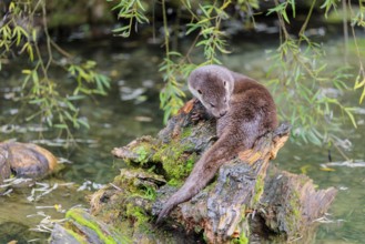 A Eurasian otter (Lutra lutra) grooms himself on a root of a tree with some moss on it lying in the