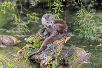 A Eurasian otter (Lutra lutra) rests on a root of a tree with some moss on it lying in the water.