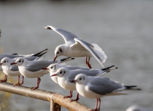 Black-headed gulls in winter dress, on a railing on the Rhine near Duisburg-Walsum, North