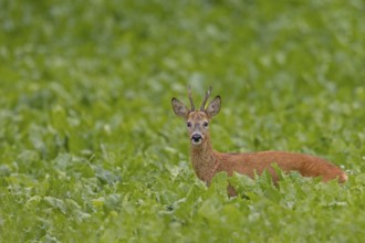 An old roebuck (Capreolus capreolus) purposefully follows the whistling of a doe ready to mate,