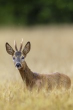 Roebuck (Capreolus capreolus) yearling in a field, eyes, eye contact, summer coat, Germany