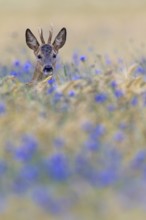 A roebuck (Capreolus capreolus) peers attentively out of a barley field with flowering cornflowers