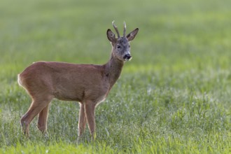 Roebuck (Capreolus capreolus) in summer coat in a meadow in search of food, attentive, Germany