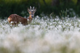 Roebuck (Capreolus capreolus) yearling with bast horns grazing on a dandelion meadow (Taraxacum