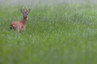 Roebuck (Capreolus capreolus) in best physical condition, eye contact, summer coat, Germany