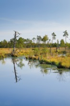 Pine forest and dead wood near Seelein in Pitzmoor in the Lüneburger Heide nature park Park near