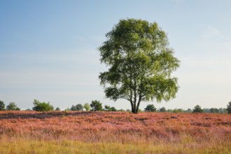Large birch tree in the blooming Lüneburg Heath, Lower Saxony, Germany