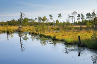 Pine forest and dead wood near Seelein in Pitzmoor in the Lüneburger Heide nature park Park near
