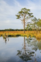 Pine forest and lake in Pitzmoor in the Lüneburger Heide nature park Park near Schneverdingen,