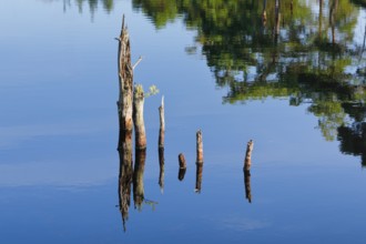 Dead wood is reflected in the water in Pitzmoor in the Lüneburger Heide nature park Park near