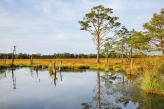 Pine forest and lake in Pitzmoor in the Lüneburger Heide nature park Park near Schneverdingen,
