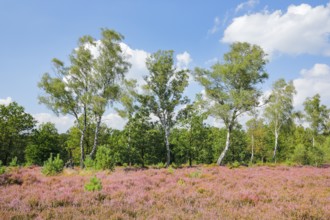 Large birch trees in the blooming Lüneburg Heath, Lower Saxony, Germany