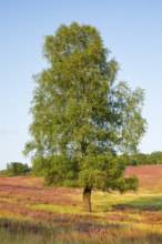 Large birch tree in the blooming Lüneburg Heath, Lower Saxony, Germany