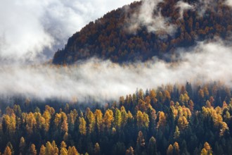 Coniferous forest with larch and spruce trees crossed by clouds of fog, Engadin, Canton of