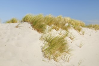 Sand dunes on the elbow on the island of Sylt, Germany