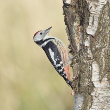 Middle spotted woodpecker (Dendrocopos medius), foraging on the trunk of a common birch (Betula