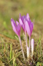 Autumn crosses (Colchicum autumnale), timeless plants (Colchica) half-opened flowers in a meadow,