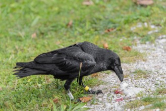 A raven (Corvus corax) stands in a meadow and digs up hidden food
