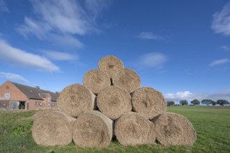 Stacked round straw bales of the agricultural cooperative in a meadow, in the back of the cowshed,