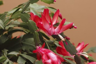 Christmas cactus (Schlumbergera truncata), flowers, in studio, North Rhine-Westphalia, Germany