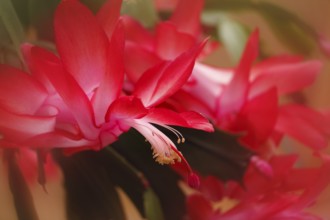 Christmas cactus (Schlumbergera truncata), blossoms, in studio, with alienation, North