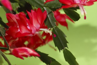 Christmas cactus (Schlumbergera truncata), flowers, in studio, North Rhine-Westphalia, Germany