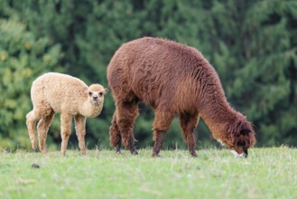 A young white alpaca (Vicugna pacos) stands next to its brown mother on a green meadow on hilly