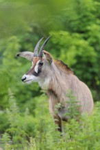 A roan antelope (Hippotragus equinus) stands in a green meadow with tall vegetation. South Africa