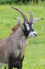 A roan antelope (Hippotragus equinus) stands in a green meadow. South Africa