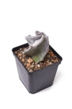 Silver green colored 'Stenocereus Pruinosus cactus houseplant in flower pot on white background