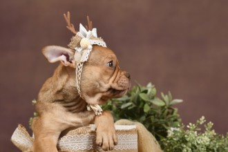Profile view of French Bulldog puppy with reindeer antlers and long nose in box in front of brown