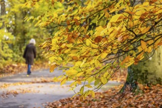 Spa garden Bad Cannstatt in autumn with a walker. hop beech (Ostrya carpinifolia) . Stuttgart,