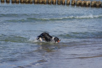Dog, border collie fetches a ball from the Baltic Sea, Ahrtenshoop, Darß, Mecklenburg-Western