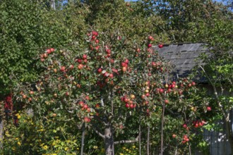 Apple tree (Malus) with ripe fruits, Darß, Mecklenburg-Western Pomerania, Germany