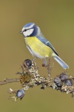 Blue tit (Parus caeruleus), sitting on a branch in a blackthorn bush, (Prunus spinosa), sloes, with
