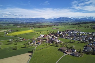View of town with field of blooming rapeseed, Rigi and the snowy Alps in the back, Beinwil,